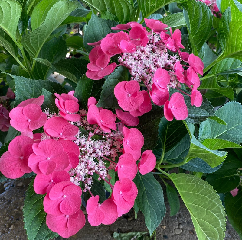 Hydrangea mac Cherry Explosion 