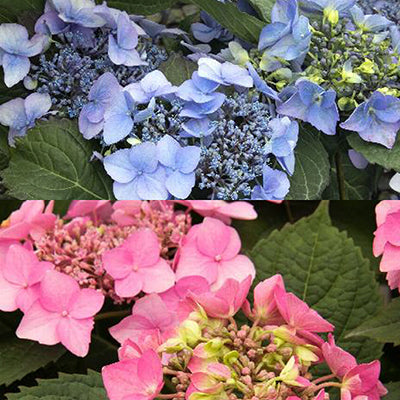 Hydrangea mac SS Crystal Cove 