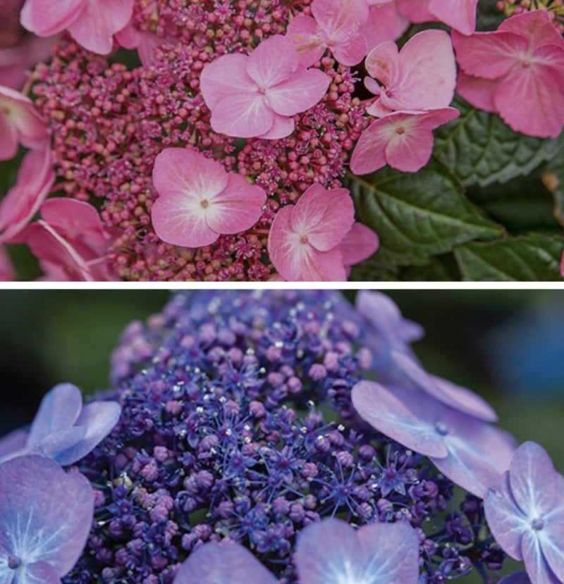 Hydrangea mac ES Pop Star 