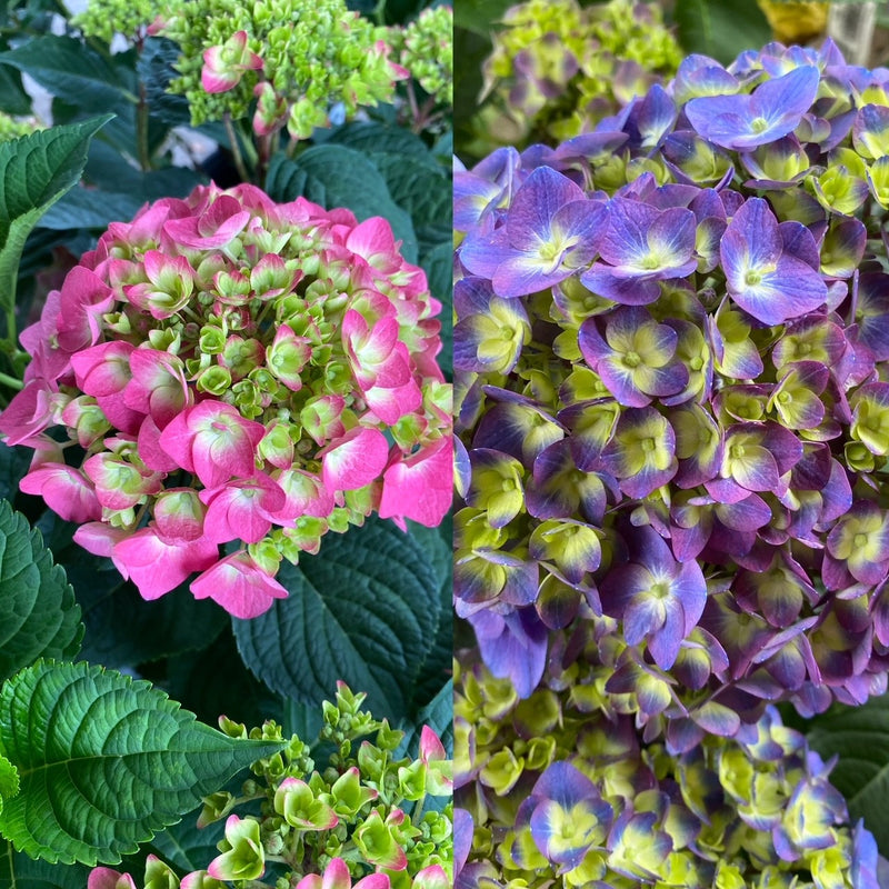 Hydrangea mac ES Summer Crush 