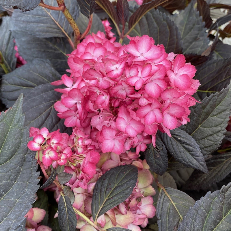 Hydrangea mac Eclipse 