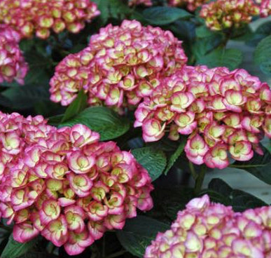 Hydrangea mac Firefly 