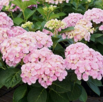 Hydrangea mac Flamingo 