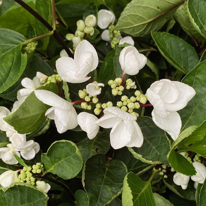 Hydrangea mac SS Glacier Bay 