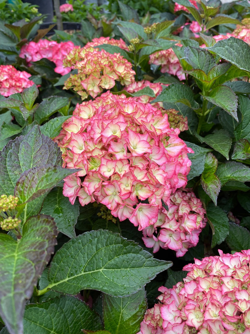 Hydrangea mac SS Hamptons 