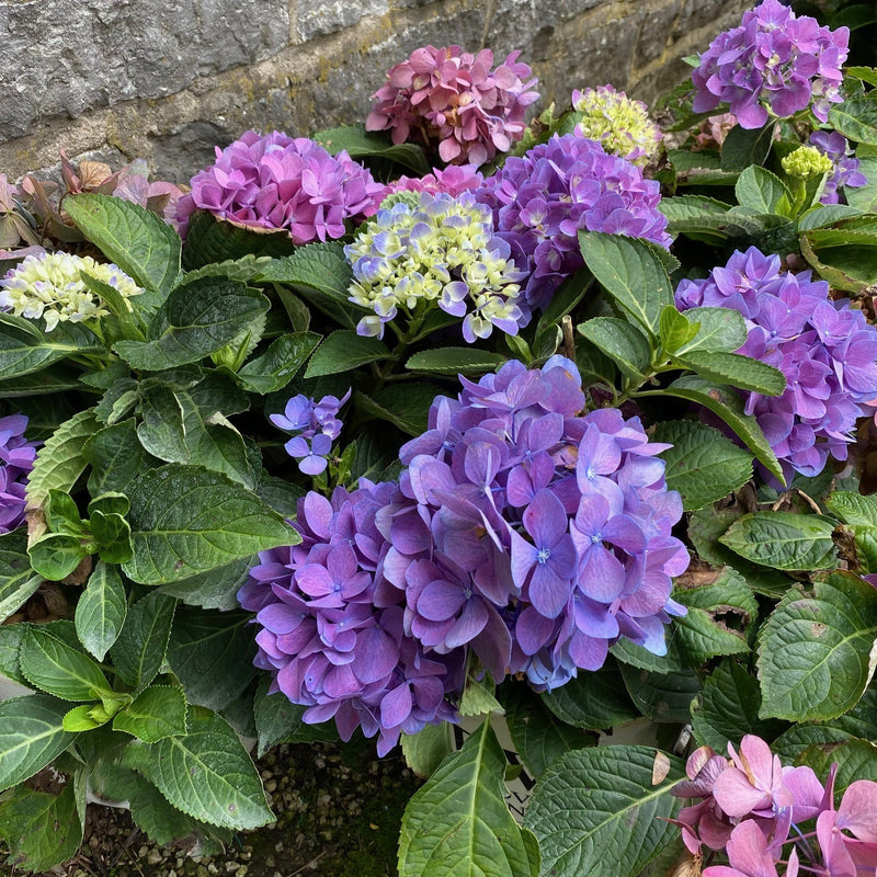 Hydrangea mac LD Rave 