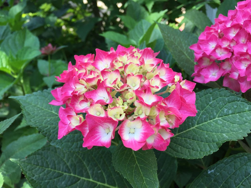 Hydrangea mac Lime Lovebird 