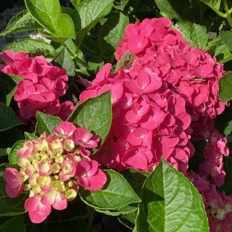 Hydrangea mac SS Martha&