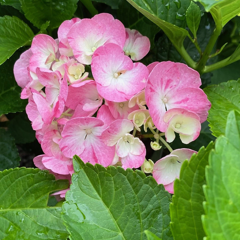 Hydrangea mac Dancing Angel  