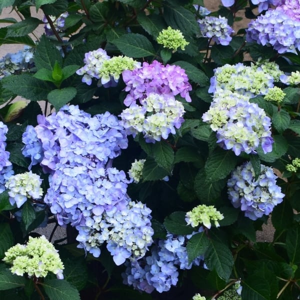 Hydrangea mac Rock-N-Roll 