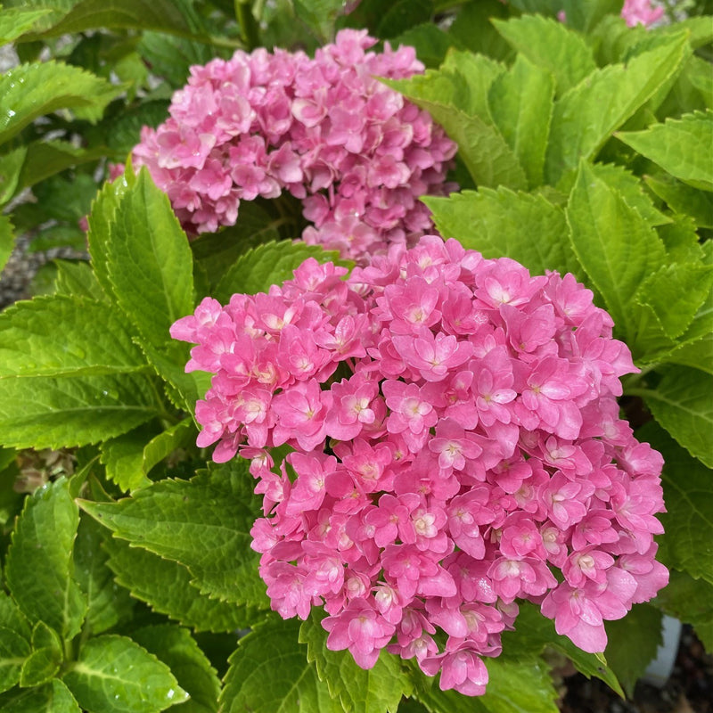 Hydrangea mac Starfield 