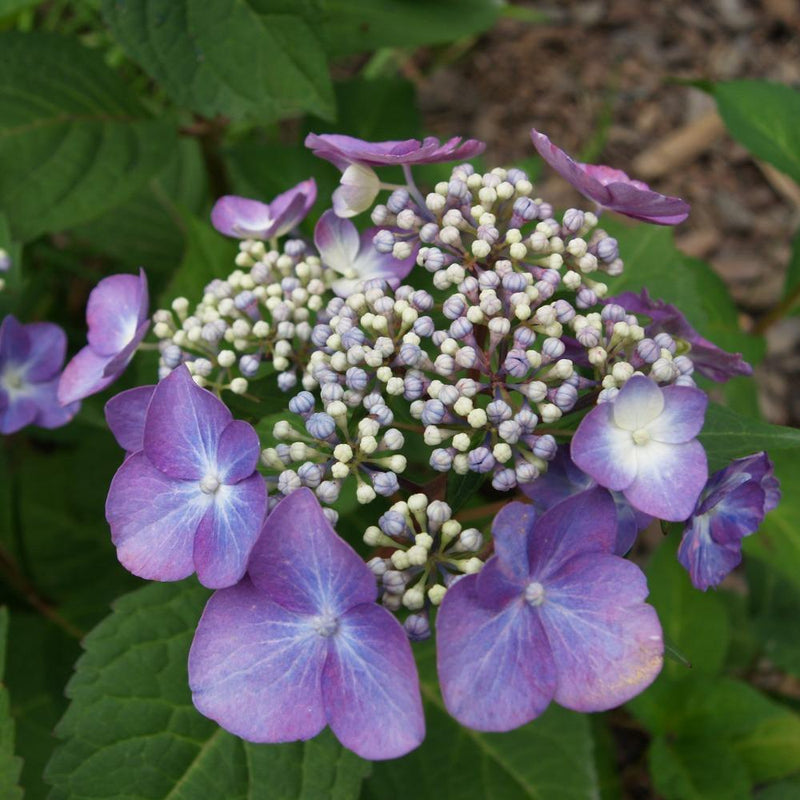 Hydrangea mac ES Twist & Shout 