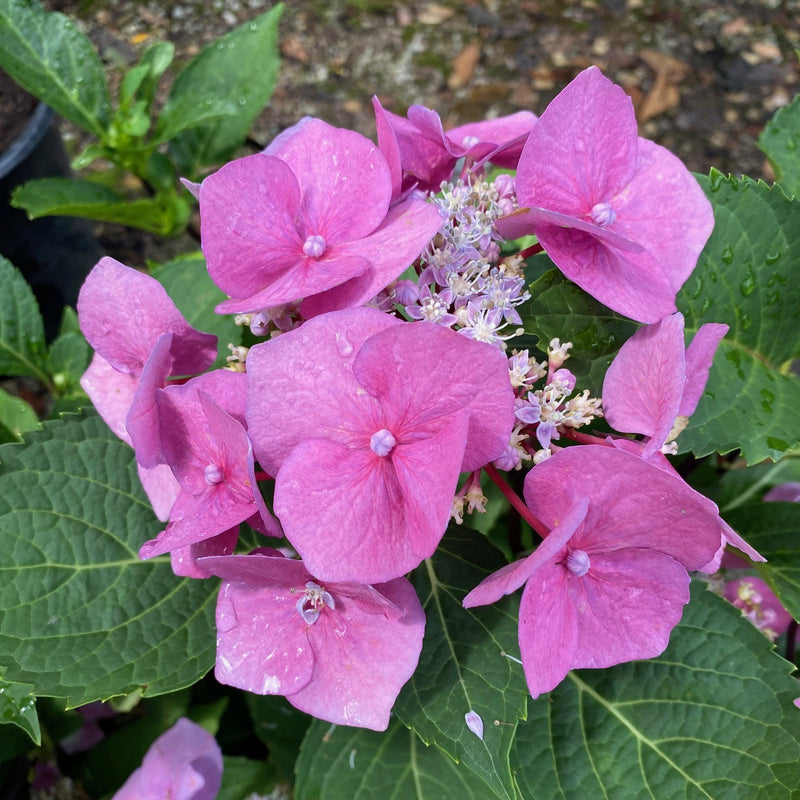 Hydrangea mac Zorro 