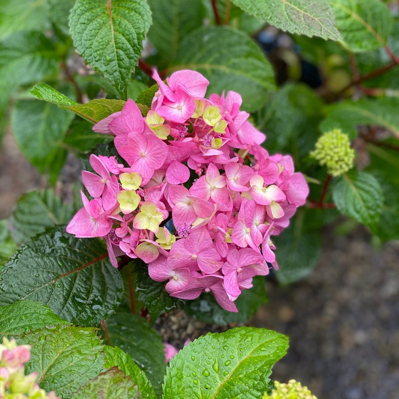 Hydrangea mac ES Bloomstruck 