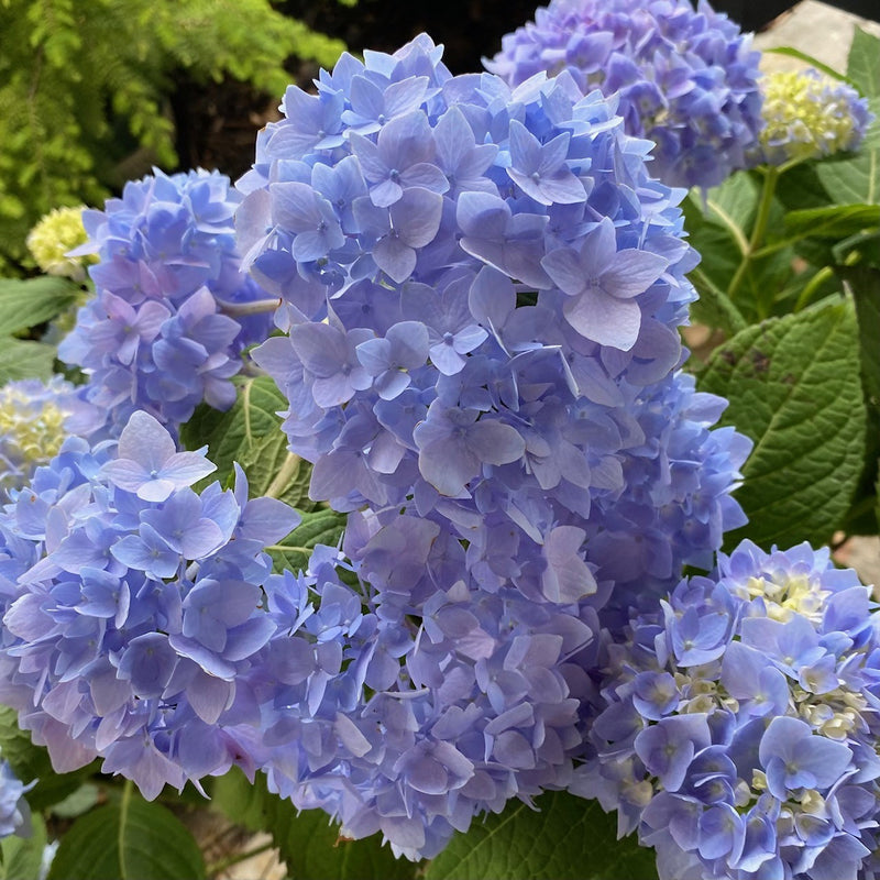 Hydrangea mac Endless Summer 