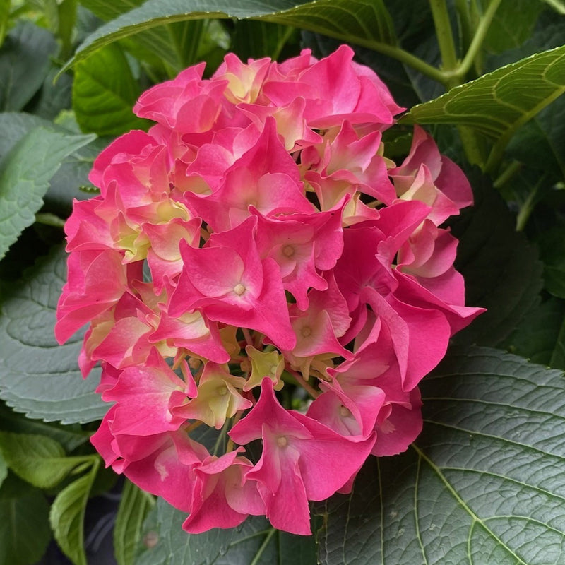 Hydrangea mac Fuchsia Glow 