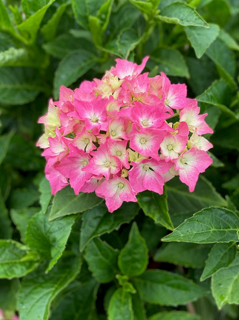 Hydrangea mac Pink Elf(Pia) 