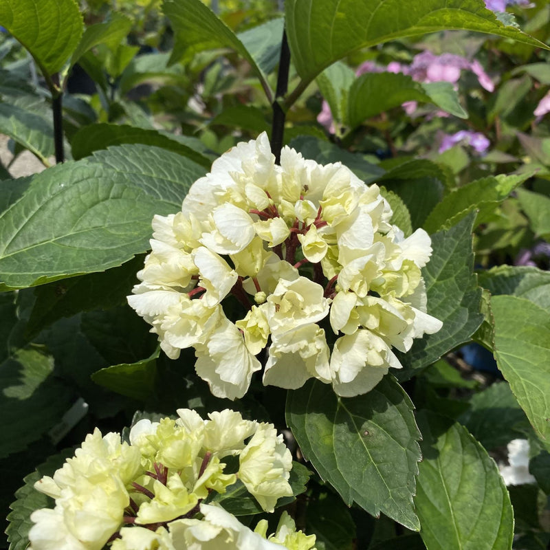 Hydrangea mac Zebra 