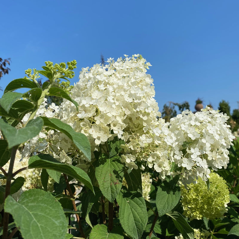 Hydrangea pan Bobo 