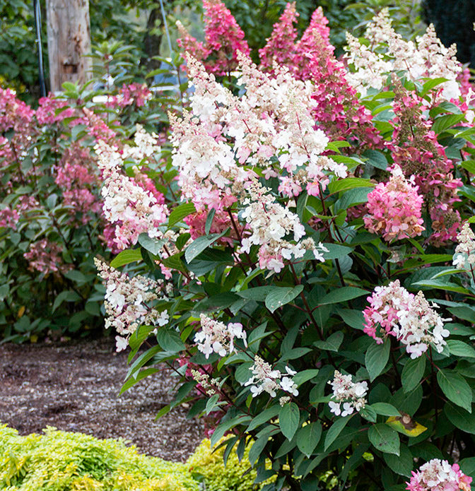 Hydrangea pan Candelabra 