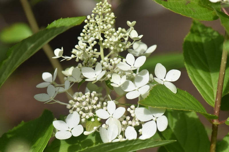 Hydrangea pan Confetti 