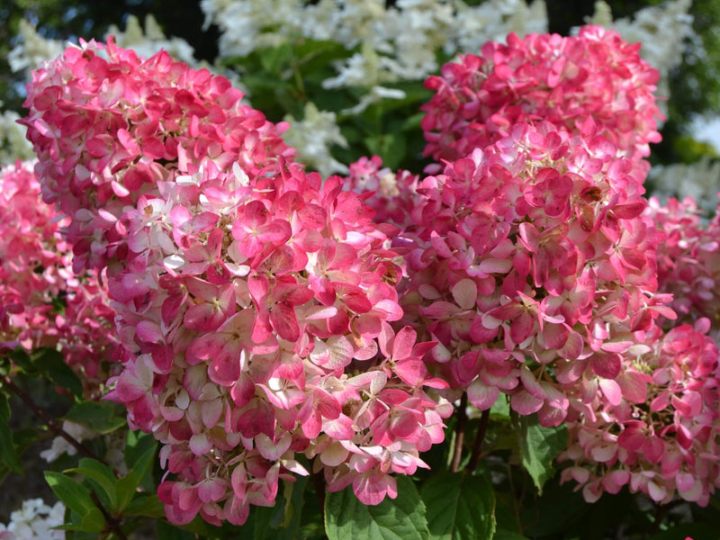 Hydrangea pan Diamond Rouge 