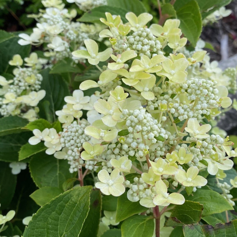 Hydrangea pan Early Evolution 