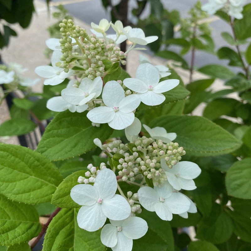 Hydrangea pan Fire Light 