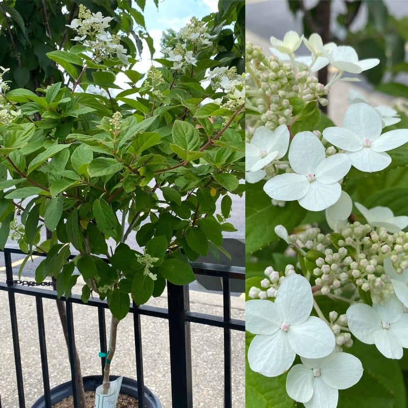 Hydrangea pan Fire Light TF 