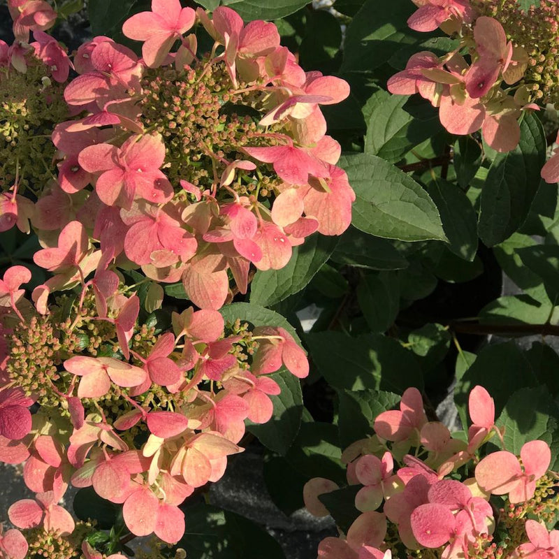 Hydrangea pan Fire and Ice 