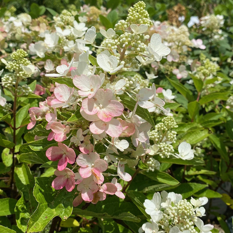 Hydrangea pan Flare 