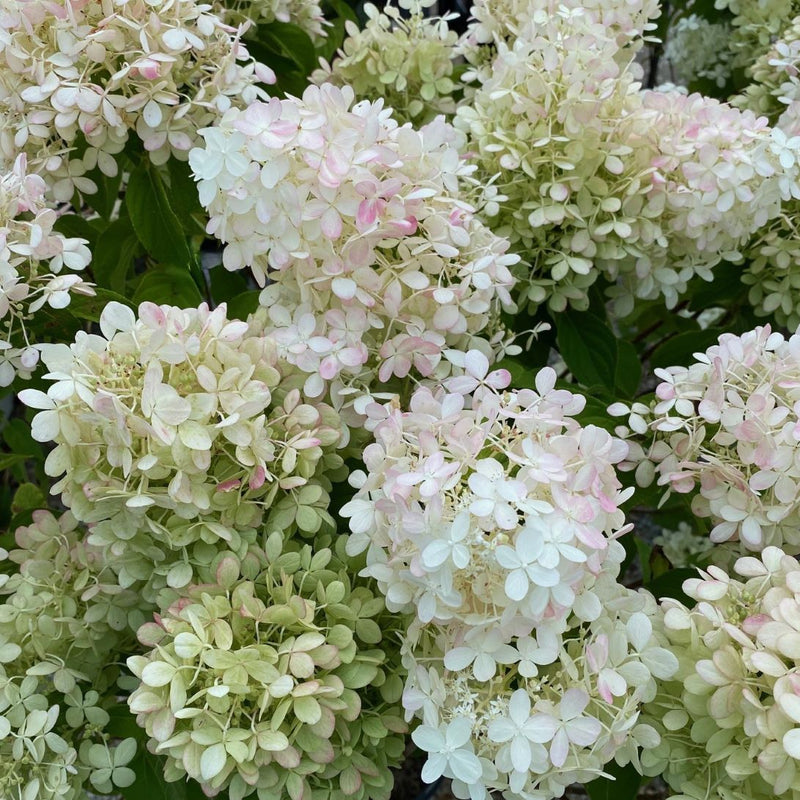 Hydrangea pan Limelight 