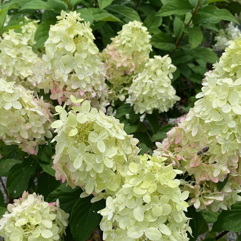 Hydrangea pan Limelight Prime 