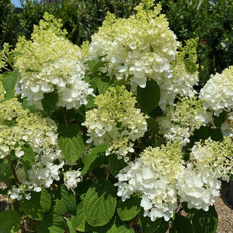 Hydrangea pan Little Hottie 