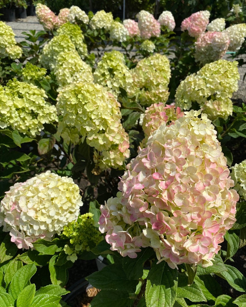 Hydrangea pan Little Lime Punch 