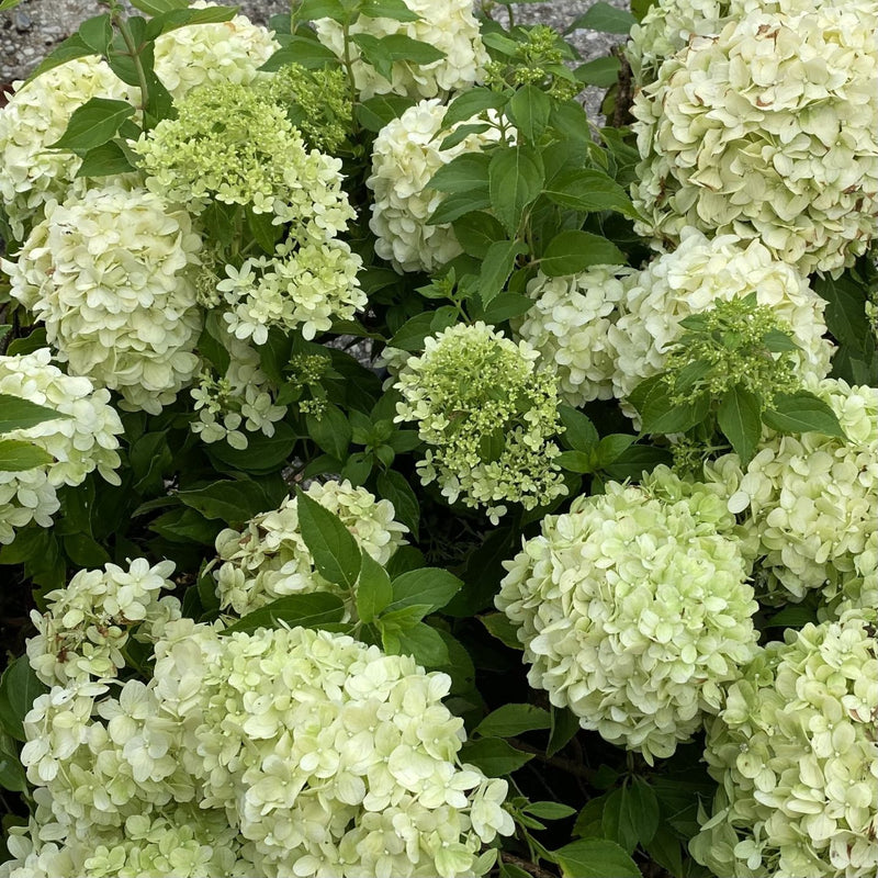 Hydrangea pan Little Spooky 