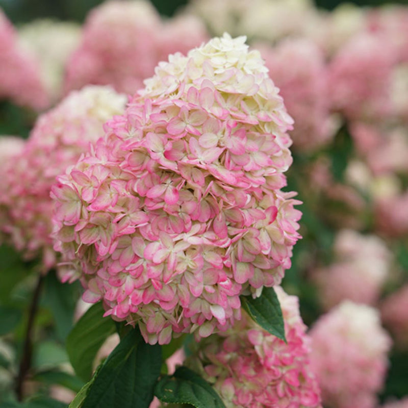 Hydrangea pan Pinky Winky Prime 