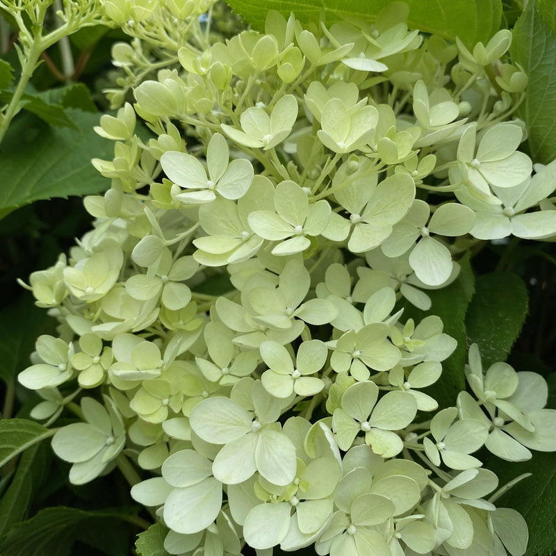 Hydrangea pan Puffer Fish 