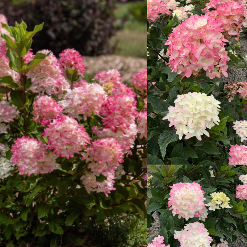 Hydrangea pan Spring Sizzle #3 – The Siebenthaler Company