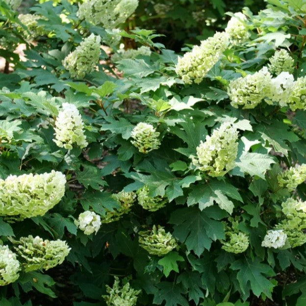 Hydrangea q Gatsby Glow Ball 