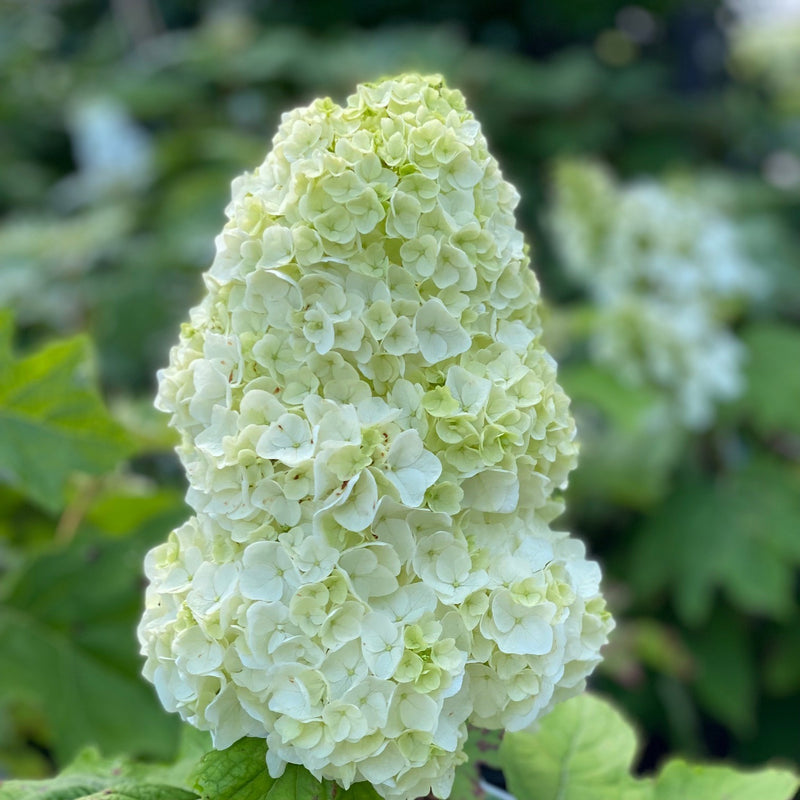 Hydrangea q Gatsby Moon 