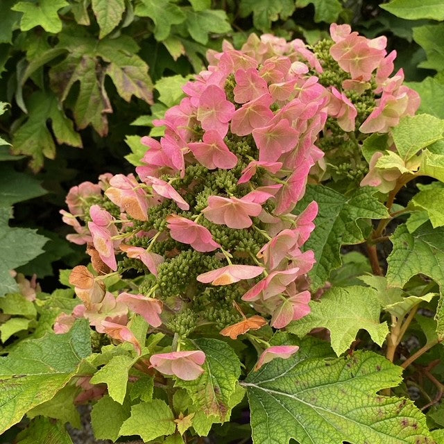 Hydrangea q Jetstream 