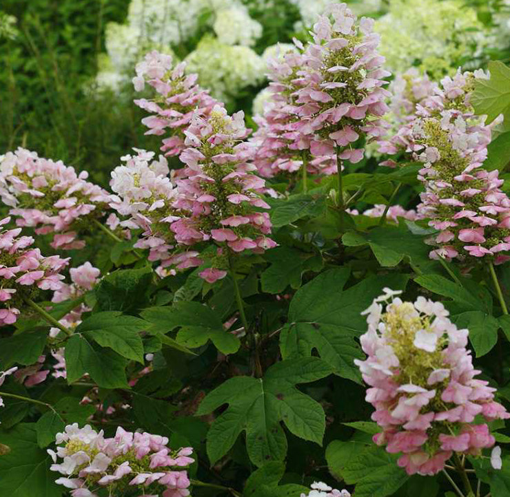 Hydrangea q Gatsby Pink 