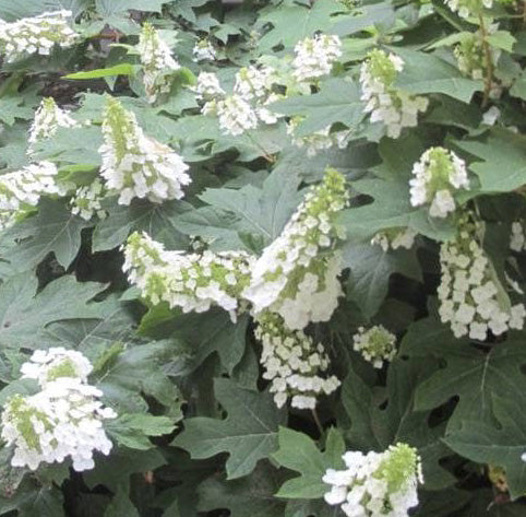 Hydrangea q Ice Crystal 