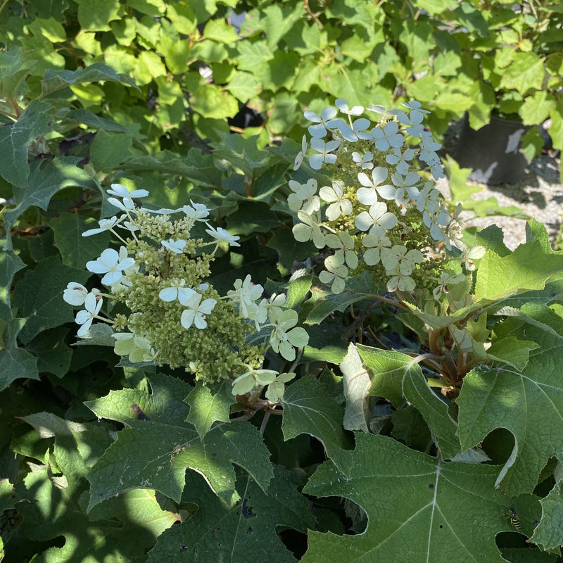 Hydrangea q Peewee 