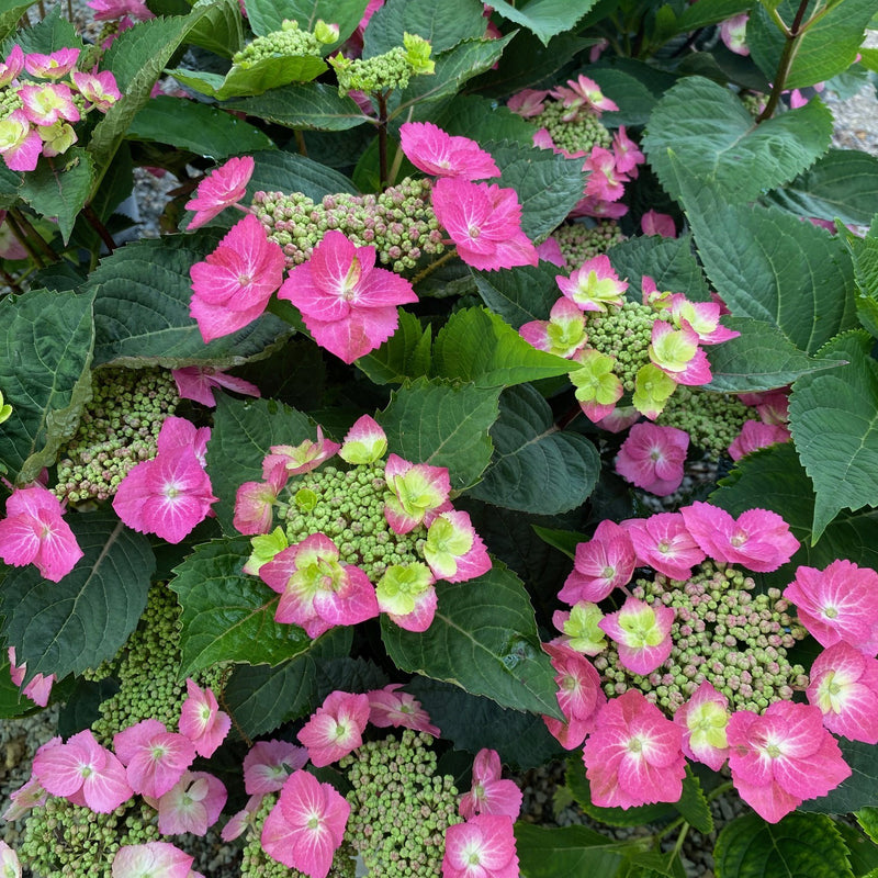 Hydrangea ser Tuff Stuff Top Fun 