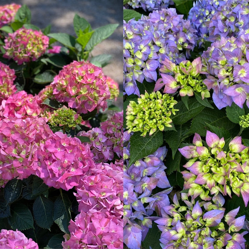 Hydrangea mac LD Let&