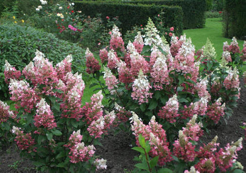 Hydrangea pan Pinky Winky 