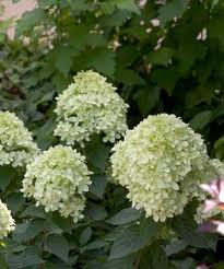 Hydrangea pan Little Lime TF 