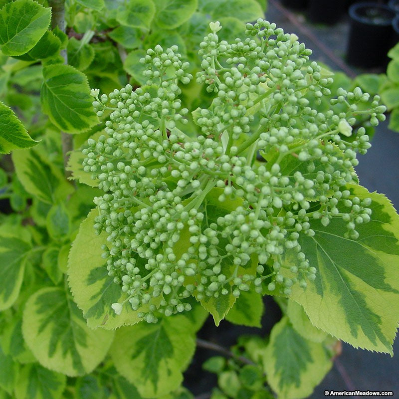 Hydrangea pet Miranda 